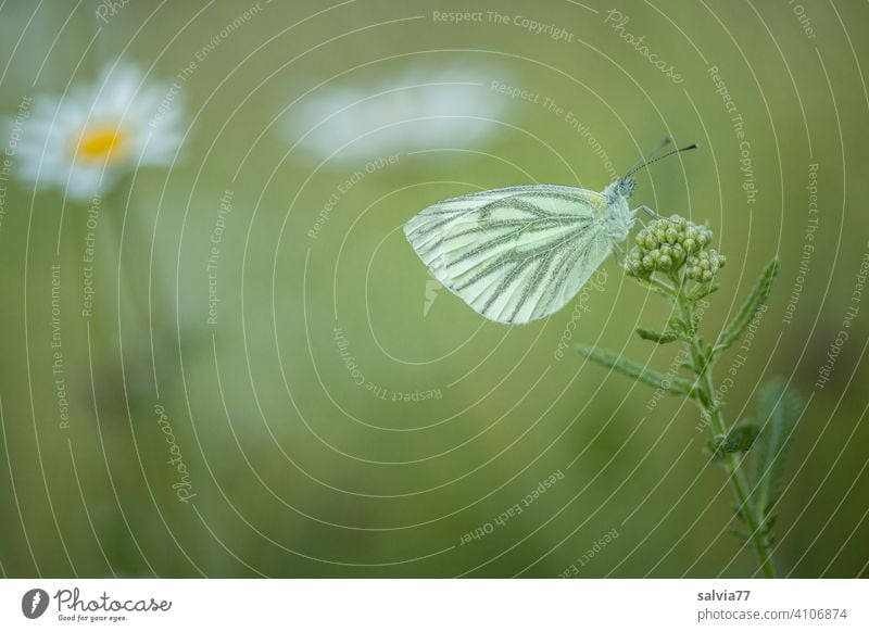 Abendruhe in der Blumenwiese Ruhe Natur Schmetterling Wiese Blüte grün weiß Sommer Kohlweißling Wiesenblume Margeriten Blühend Pflanze Stille Pause Farbfoto