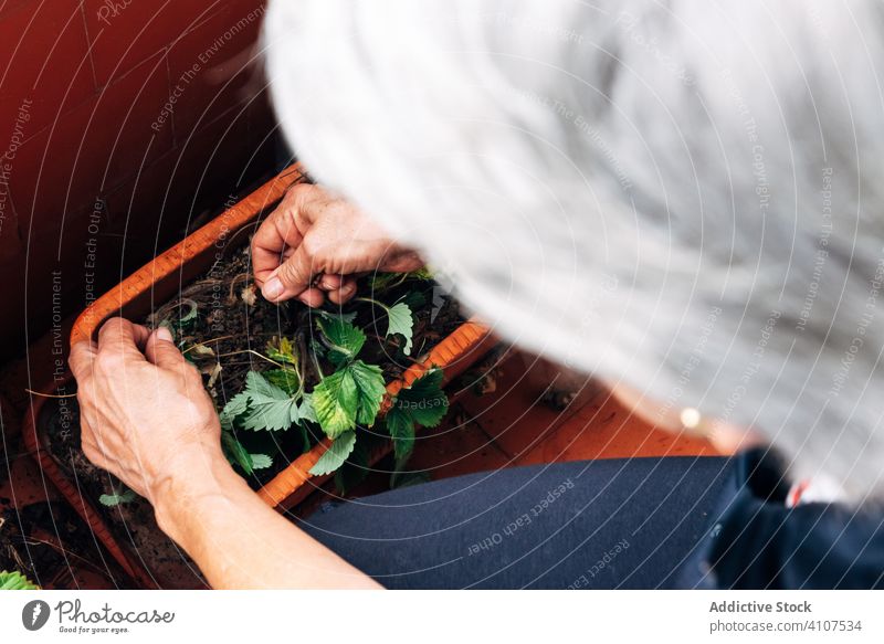 Alte Frau beim Gärtnern auf dem Balkon Gartenarbeit Pflege Senior Hobby heimwärts Pflanze kultivieren professionell Beruf Wachstum Flora Blume Vergnügen alt