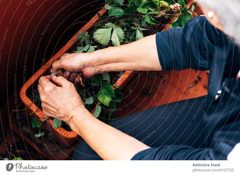 Alte Frau beim Gärtnern auf dem Balkon Gartenarbeit Pflege Senior Hobby heimwärts Pflanze kultivieren professionell Beruf Wachstum Flora Blume Vergnügen alt