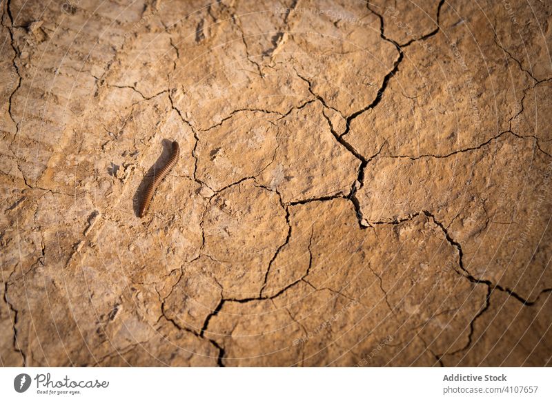 Lange braune Raupe auf getrocknetem Boden warm wüst trocknen Riss Natur heiß Erde Klima trocken Wetter solar Sommer Gelände Ton Umwelt Oberfläche Textur Saison