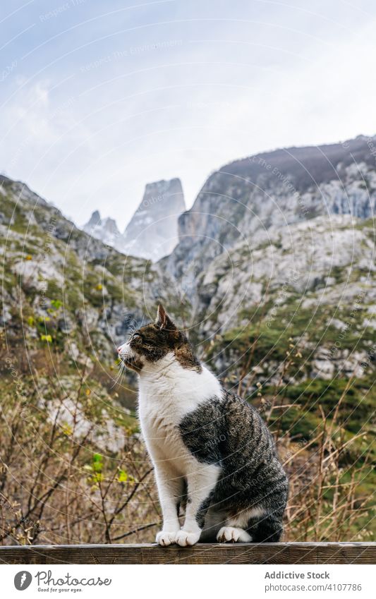 Gestreifte Katze sitzt auf Holzzaun im Berg Berge u. Gebirge Zaun Haustier Hügel gestreift reisen Natur Gipfel Landschaft steinig Tourismus Abenteuer Tier