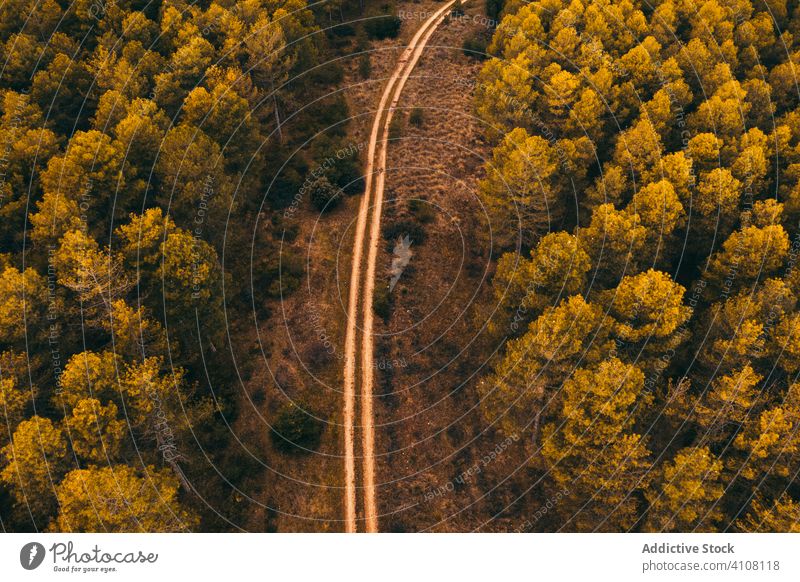 Malerische Kulisse einer Landstraße durch den Wald Landschaft Straße ländlich Natur grün Übergang Querstraße Umwelt Freiheit Weg Tourismus Route Ausflugsziel