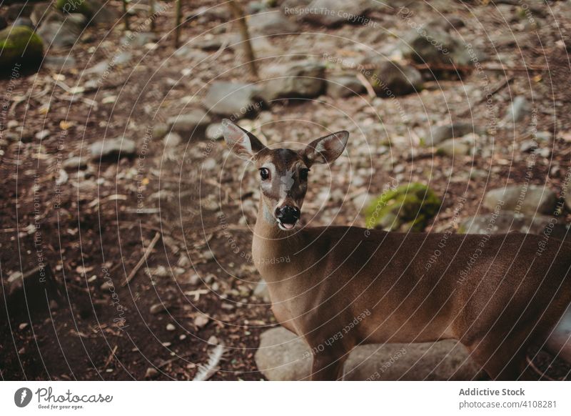 Braune Hirschkuh am Boden im Wald Hirsche Natur Tier Säugetier wild Fauna Umwelt Landschaft reisen ländlich Lebensraum braun Sommer Tourismus Saison Fell Park