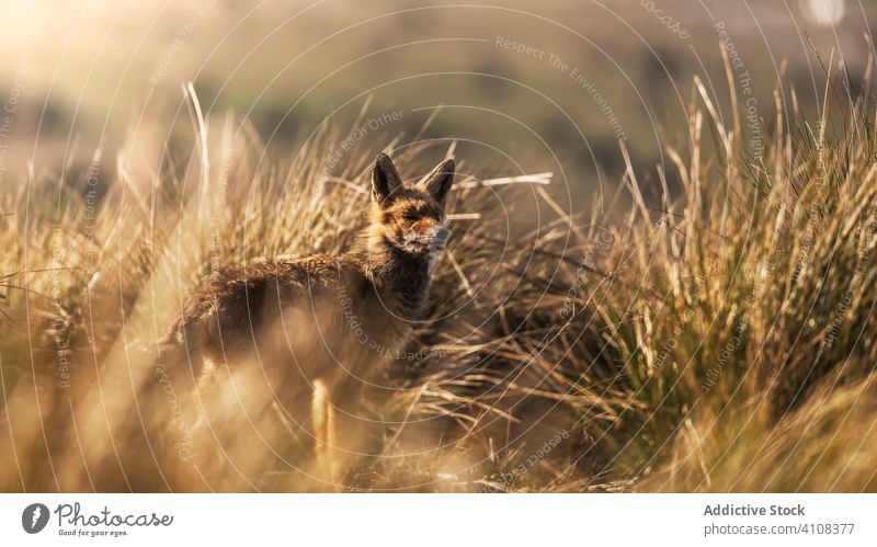 Wildtier im trockenen Gras im Herbst Tier wild Fuchs Natur Feld Landschaft Fauna Säugetier Fleischfresser ländlich Lebensraum neugierig Kreatur Umwelt Bargeld