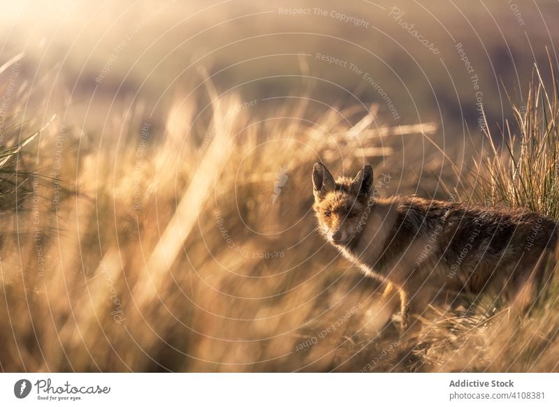 Wildtier im trockenen Gras im Herbst Tier wild Fuchs Natur Feld Landschaft Fauna Säugetier Fleischfresser ländlich Lebensraum neugierig Kreatur Umwelt Bargeld