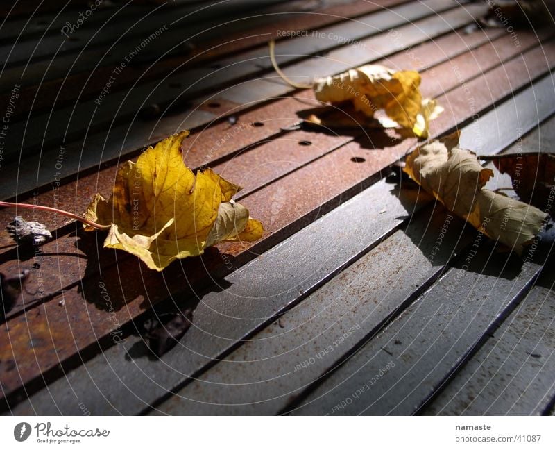 vergänglichkeit Herbst Blatt Vergänglichkeit Rost lichtatmosphäre