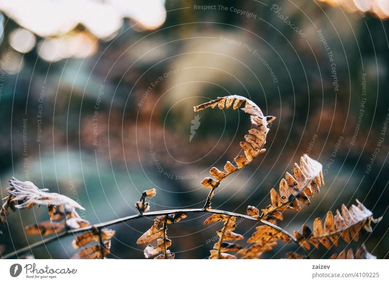 trockene Blätter aus der Nähe gesehen im Herbst - Wintersaison Blatt dunkel gelb immergrüne Eiche Immergrün Flora Natur Nahaufnahme Makro Detailaufnahme