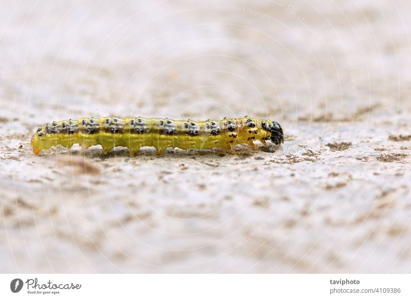 Buchsbaumzünsler Makroaufnahme Zyklus Crambidae Schädling Raupe Tier Insekt grün perspektivisch cydalima Schmetterling Larve Natur Nahaufnahme Tierwelt drall