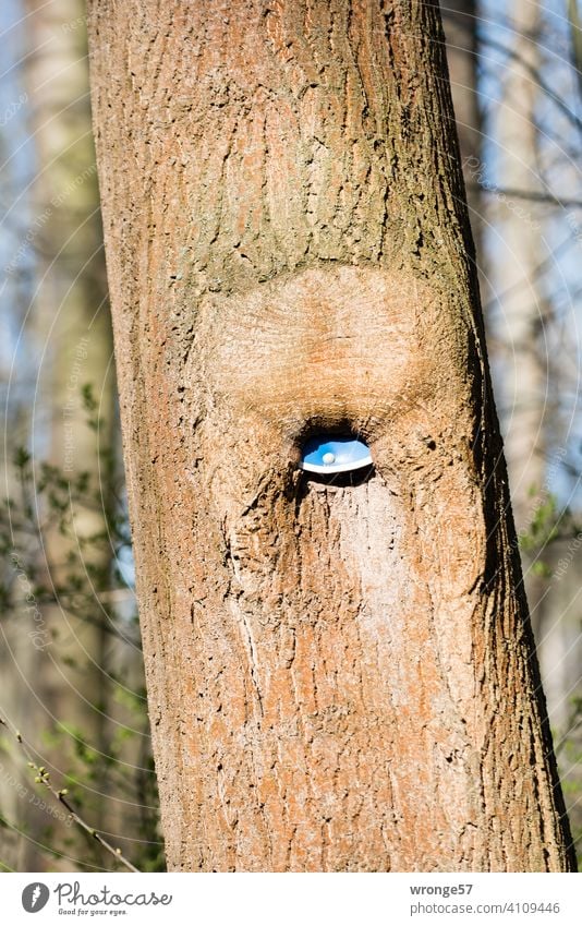 Aufgeblasen und verschluckt | von Borke überwachsenes Verkehrsschild Thementag aufgeblasen Rinde Baum Baumstamm Wald Waldweg Natur Außenaufnahme Farbfoto