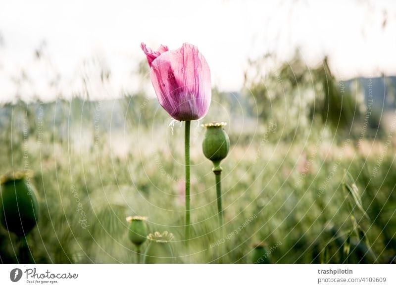 Mohn im Feld Klatschmohn Natur Rosa blaue Stunde Nordhessen Felder Mohnblüte Mohnfeld Mohnkapsel Mohnblume mohnwiese mohnknospe mohnblumen