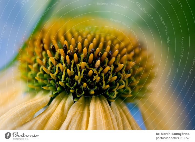 Echinacea purpurea, gelbe Sorte, Blütenstand Scheinsonnenhut Sonnenhut Auslese Züchtung Asteraceae Compositae Pflanze Blume Gartenblume Zierpflanze Staude