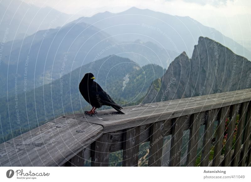 Vogel am Berg Umwelt Natur Landschaft Luft Himmel Wolken Horizont Sommer Wetter Schönes Wetter Wald Felsen Alpen Berge u. Gebirge Schafberg Gipfel Österreich