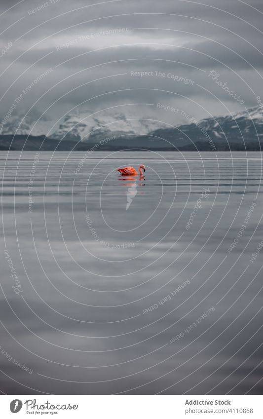 Einsamer ruhiger Flamingo auf dem See vor verschneiten Bergen Vogel schwimmen Teich Berge u. Gebirge Wasser Freiheit Küste Tier Ufer Fluss Umwelt idyllisch grau