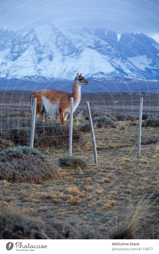 Ruhiges Lama im Sonnenlicht vor verschneitem Bergkamm Hügel Berge u. Gebirge Tierwelt fluffig Pflanzenfresser guanako Weide Säugetier Natur Umwelt wild