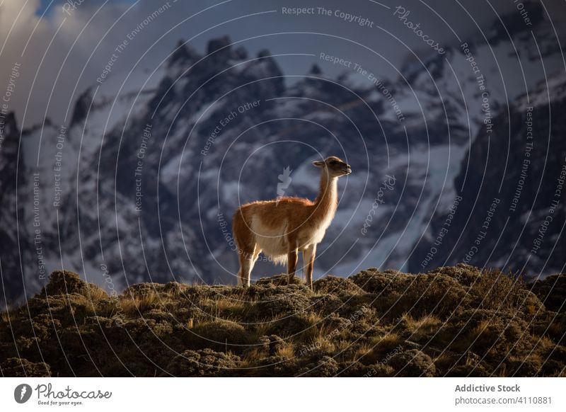 Ruhiges Lama im Sonnenlicht vor verschneitem Bergkamm Hügel Berge u. Gebirge Tierwelt fluffig Pflanzenfresser guanako Weide Säugetier Natur Umwelt wild