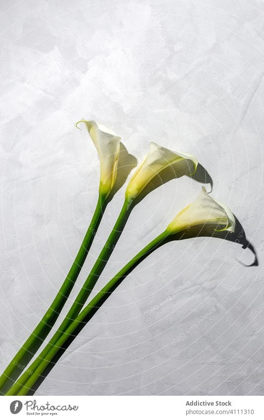 Wunderschöne Sträuße mit frischen Frühlingsblumen Tapete Draufsicht Feier Natur natürlich von oben Hintergrund Jahrestag Hochzeit Blütenblatt Valentinsgruß