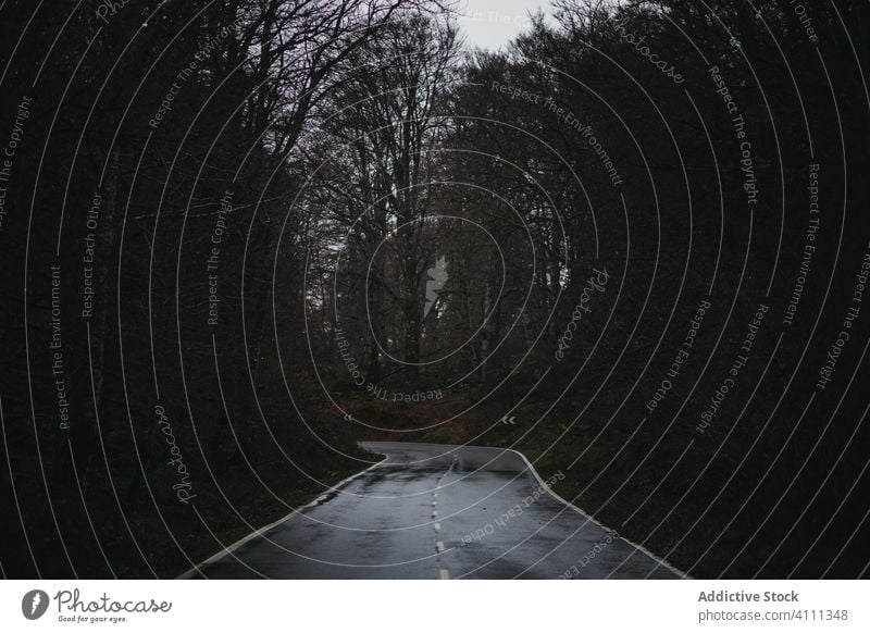 Einsamer Asphaltweg im Wald Straße Natur Baum Weg Landschaft Route reisen Reise Ausflug nass Herbst Regen Saison leer ländlich Umwelt dunkel Pflanze trist