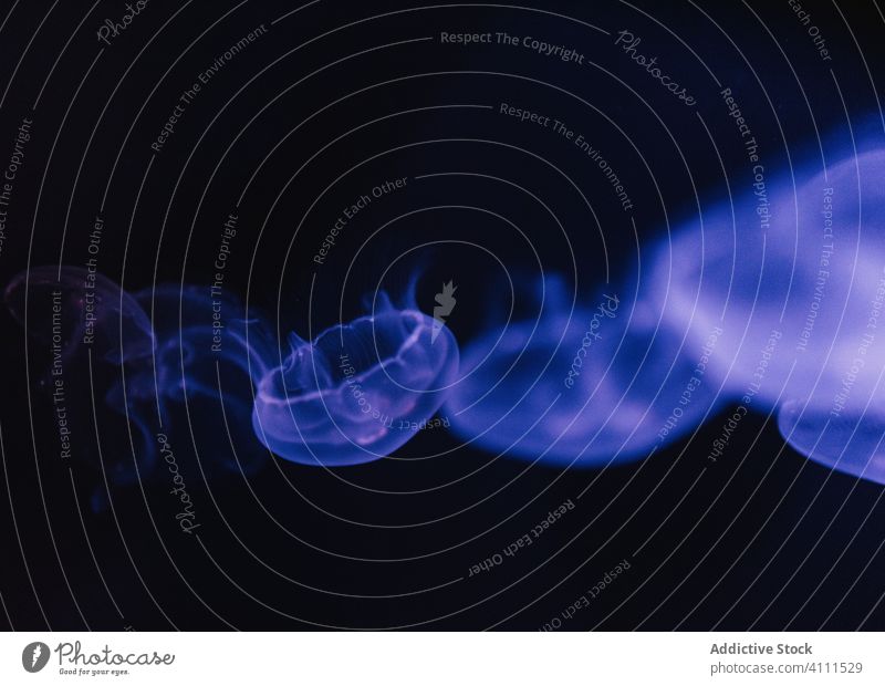 Kleine Quallen im dunkelblauen Wasser unter Wasser MEER Meer durchsichtig exotisch hell Bewegung Form Natur fließen Farbe schön Tier Umwelt Kreatur weich