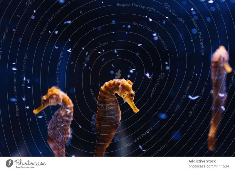 Wildes orangefarbenes Seepferdchen unter dunklem Wasser unter Wasser exotisch tropisch Aquarium Meer Natur Tierwelt marin Kreatur idyllisch Umwelt blau