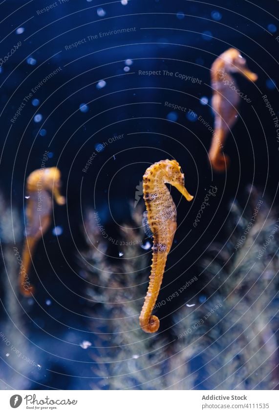 Wildes orangefarbenes Seepferdchen unter dunklem Wasser unter Wasser exotisch tropisch Aquarium Meer Natur Tierwelt marin Kreatur idyllisch Umwelt blau