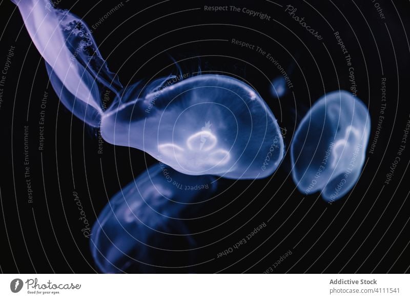 Kleine Quallen im dunkelblauen Wasser unter Wasser MEER Meer durchsichtig exotisch hell Bewegung Form Natur fließen Farbe schön Tier Umwelt Kreatur weich