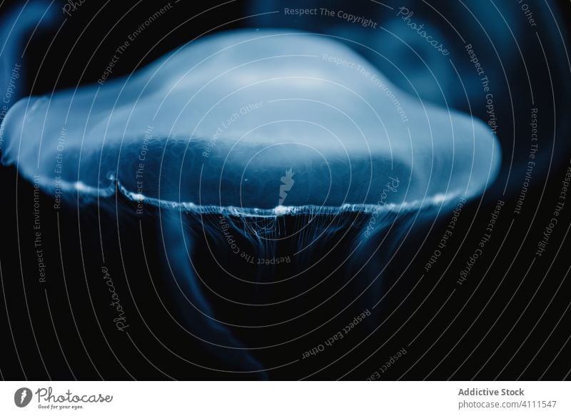Kleine Quallen im dunkelblauen Wasser unter Wasser MEER Meer durchsichtig exotisch hell Bewegung Form Natur fließen Farbe schön Tier Umwelt Kreatur weich