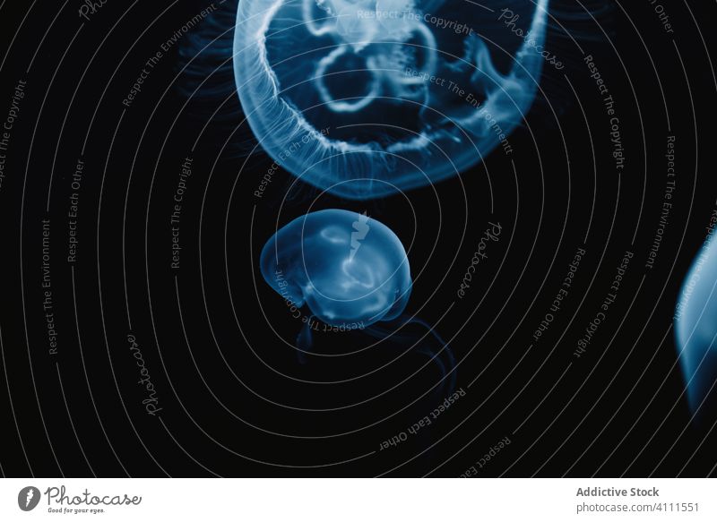 Kleine Quallen im dunkelblauen Wasser unter Wasser MEER Meer durchsichtig exotisch hell Bewegung Form Natur fließen Farbe schön Tier Umwelt Kreatur weich