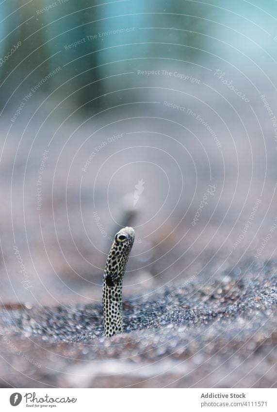 Wilder Kleiner Tupfen-Sandaal im Boden Gefleckter Sandaal Gesäß MEER Aquarium Natur Tierwelt Umwelt Fauna exotisch Meer tropisch Ökologie marin Kreatur