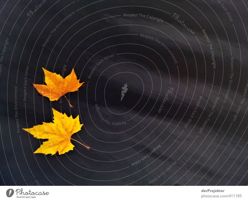 Der Herbst kommt bestimmt Umwelt Natur Landschaft Pflanze Urelemente Wasser Klima Blatt Wellen Fluss Gefühle Stimmung Einigkeit Warmherzigkeit Sympathie