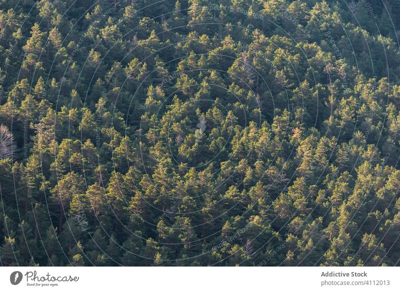 Grüner Wald an einem sonnigen Tag Baum Natur grün üppig (Wuchs) tagsüber Textur Hintergrund Flora Pflanze Landschaft Umwelt Laubwerk Saison Wachstum malerisch