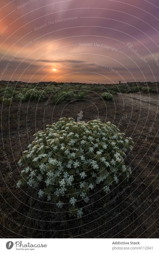 Blühender Busch bei Sonnenuntergang auf dem Lande Buchse Blütezeit Landschaft Himmel wolkig Pflanze Natur Flora Wachstum frisch Umwelt niemand Blume ländlich