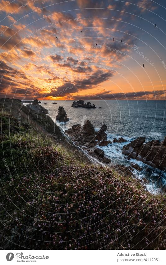 Ruhige Meereslandschaft und felsige Küste bei bewölktem Himmel Küstenlinie Landschaft Blume Blütezeit Meeresufer Horizont Wasser Natur Ausflugsziel reisen