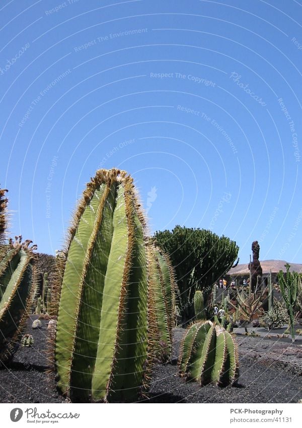 kaktus stachelig Kaktus Lanzarote Kanaren Ferien & Urlaub & Reisen