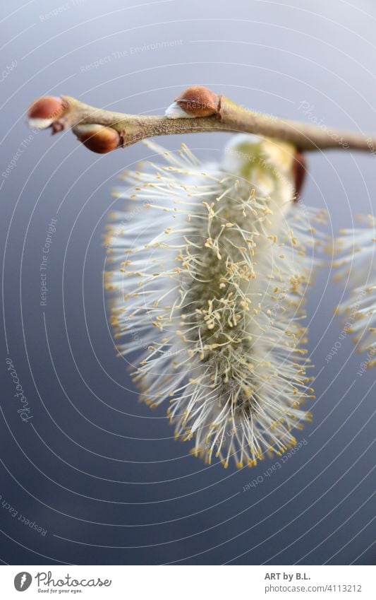 Kleiner Puschel Kätzchen Weide puschel weich filigran ast zweig weide weidenkätzchen Pflanze natur frühjahr frühling jahreszeit aufgeblüht samen