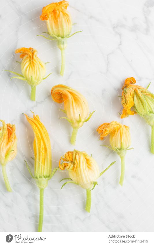 Zucchiniblüten auf Marmortisch Blume frisch Koch Küche Tisch Murmel Blütezeit natürlich Pflanze gelb organisch Zusammensetzung Saison geblümt Blütenblatt Haufen