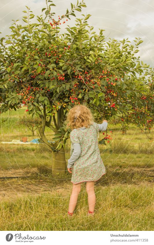 Zeit der Kirschen Frucht Ernährung Lifestyle Freude Freizeit & Hobby Picknick Sommer Garten Kind Mädchen Kindheit Leben 1 Mensch 3-8 Jahre Umwelt Natur