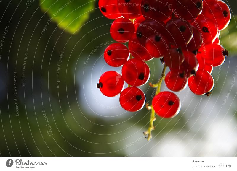 Sonnwendfeierdeko Lebensmittel Frucht Beeren Johannisbeeren Garten Johannisnacht Sommersonnenwende Pflanze Fruchtstand Lampion Ball Kugel leuchten frisch