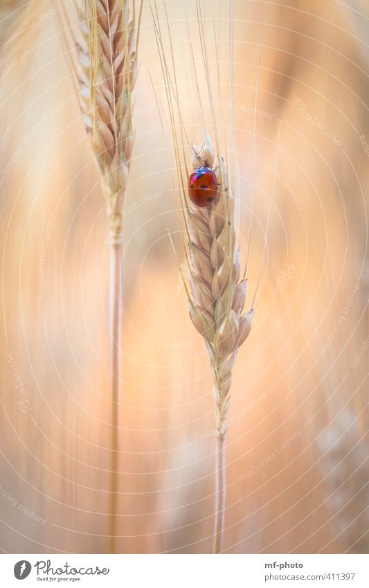 Roter Punkt im Kornfeld Natur Pflanze Tier Sommer Feld Käfer Marienkäfer Ladybug 1 orange rot Farbfoto Außenaufnahme Menschenleer Licht Tierporträt