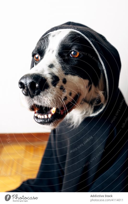 Lustiger Hund in schwarzem Kapuzenpulli Haustier heimwärts Konzept Stock Lügen lustig Tier niedlich heimisch Eckzahn englischer Setter Kleidungsstück Bekleidung