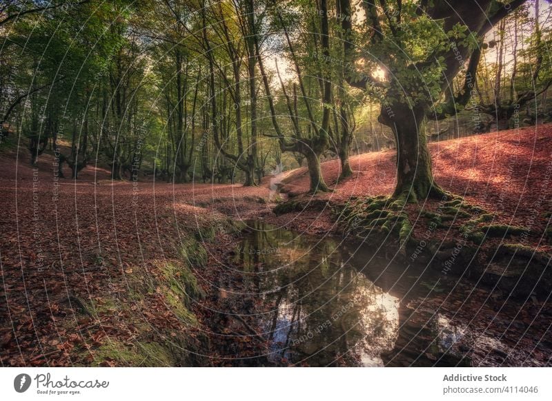 Wunderschöne Landschaft mit großen, moosbewachsenen, verzweigten Bäumen am Hang im dichten Wald Baum Buchsbaum Wälder Waldgebiet Moos Laubwerk grün Grün Natur