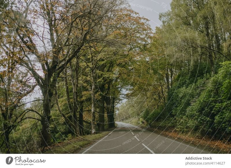 Landstraße zwischen Wald und Bergen Straße Berge u. Gebirge bedeckt trist wolkig Baum Kurve Landschaft Asphalt grün Ast Natur reisen Ausflug Schottland Route