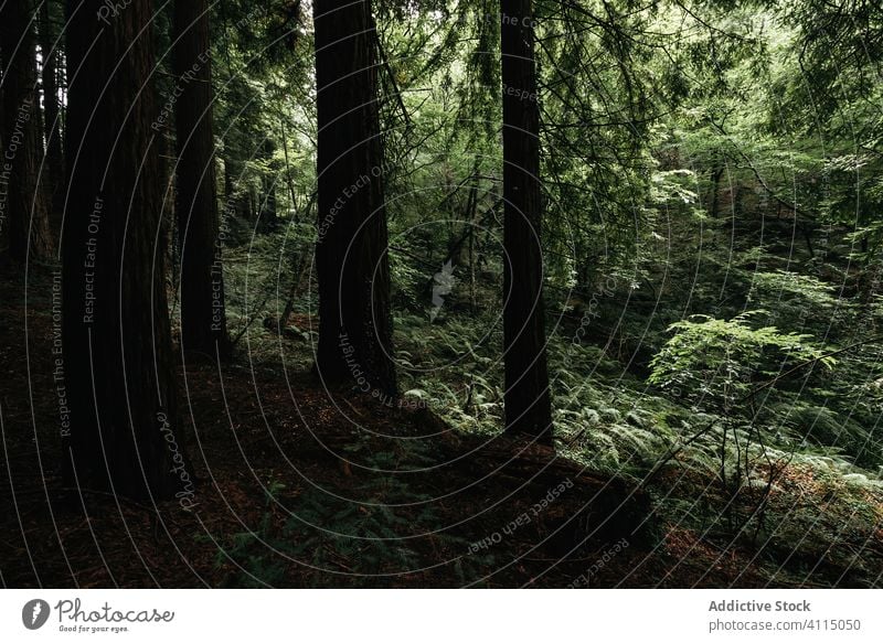 Nadelbaumwald Wald Park Nachlauf Bäume Kofferraum Natur Mysterium Landschaft Einsamkeit malerisch Weg Frieden unverhüllt Holz Saison Straße reisen Ausflug Reise