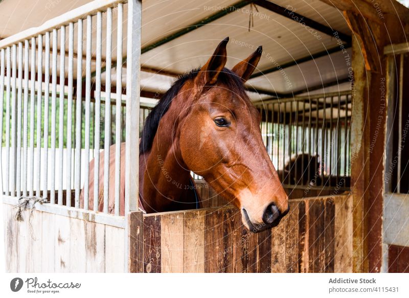 Pferd im Stall auf der Ranch stehend Verkaufswagen Pferdestall ruhen hölzern Schule Reiterin gehorsam Landschaft Bucht Gebäude Training Baracke Bauernhof Hengst