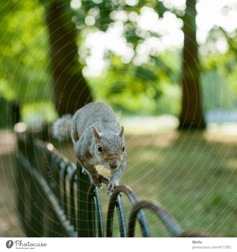 Zaungast Umwelt Natur Landschaft Sommer Pflanze Baum Park Tier Wildtier Eichhörnchen 1 Metall Bewegung laufen frei natürlich Neugier niedlich Interesse Freiheit