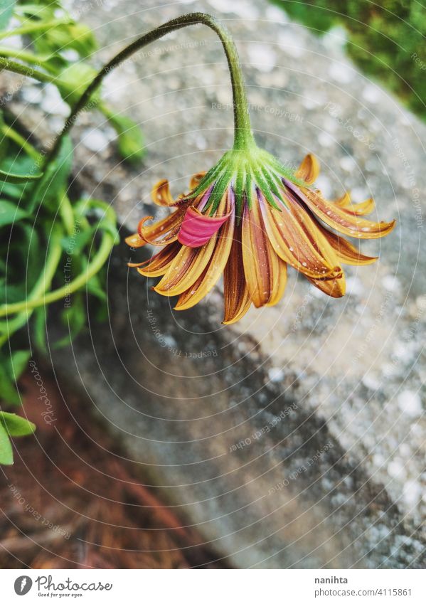 blütenmuster von dimorphoteca ecklonis, afrikanisches gänseblümchen Frühling geblümt Dimorphoteca Ecklonis Blumen schön Pflanze erstaunlich Blütezeit blühend