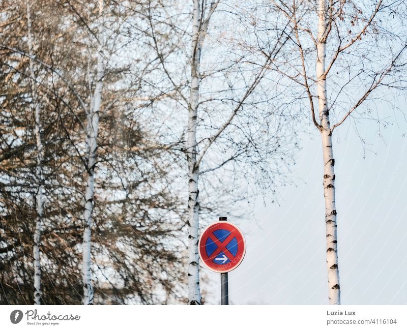 Halteverbot unter Birken Schilder & Markierungen Verkehrszeichen Verkehrsschild Frühling blauer Himmel Farbfoto Außenaufnahme Hinweisschild Menschenleer Zeichen