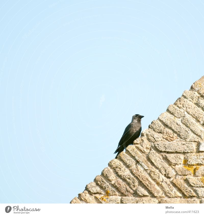 Schräger Vogel Umwelt Natur Tier Himmel Mauer Wand Fassade Dach Wildtier Dohle 1 Stein hocken Blick sitzen natürlich blau Zufriedenheit Neigung diagonal Ecke