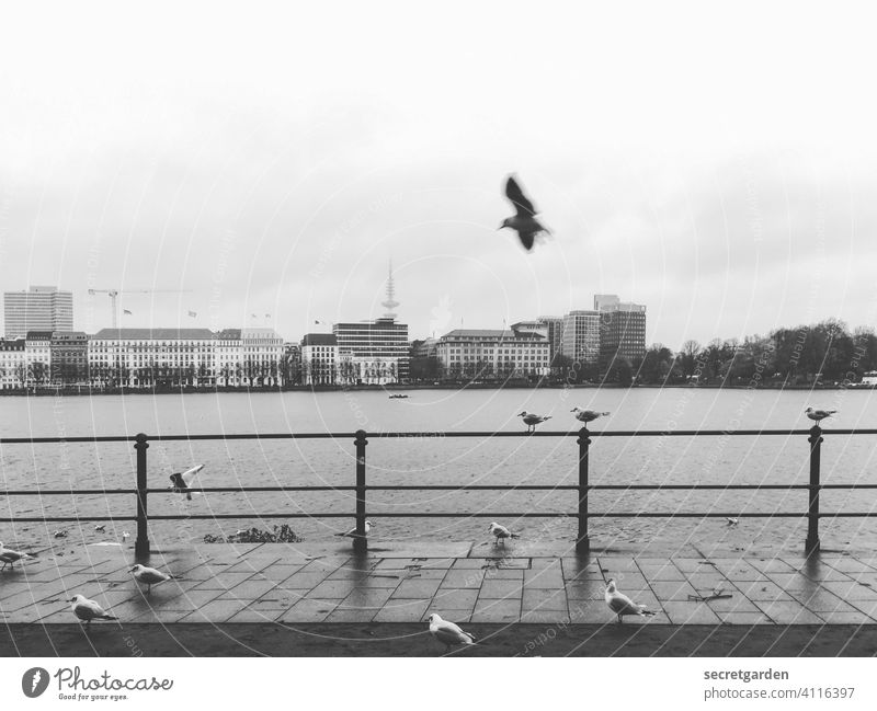 Luftverkehr Alster Alsterufer Wasser nass Möwe Taube Vögel Tiere Vogel Außenaufnahme fliegen Flügel weiß Himmel bedeckt Wolken Horizont Stadt Stadtzentrum