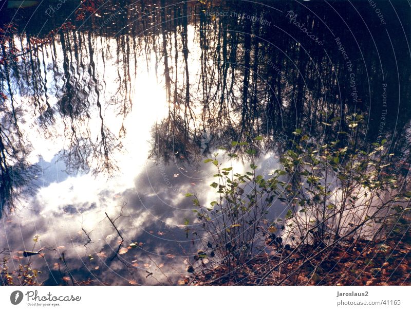 Wolken im Wasser Baum Herbst Reflexion & Spiegelung Himmel Küste