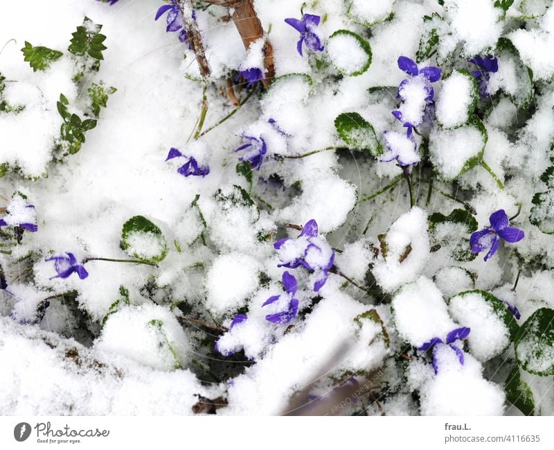 Veilchen im Schnee Duftveilchen Balkon Terrasse Blüte blühen Frühling April Blätter